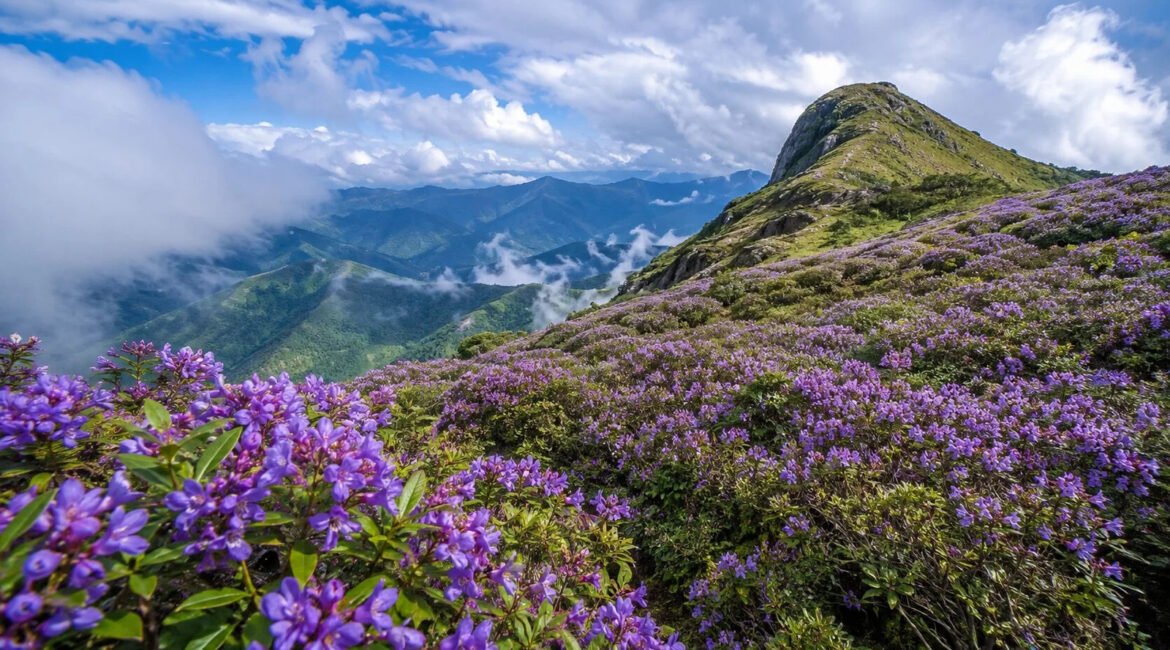 Munnar Neelakurinji Spots & Distance from Wildzone Stays