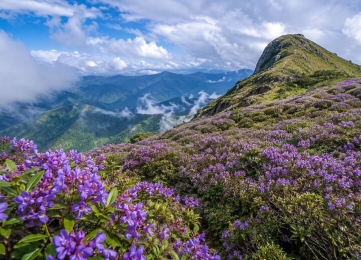 Munnar Neelakurinji Spots & Distance from Wildzone Stays